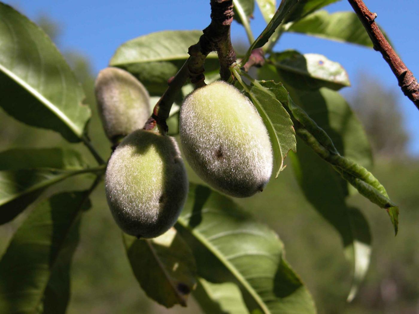 Almond fruit